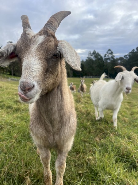 Goats for sale, Kangaloon