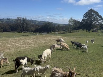 Goats for sale, Kangaloon