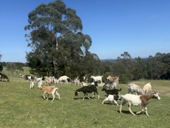 Goats for sale, Kangaloon