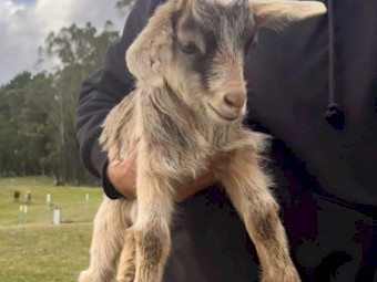 Goats for sale, Kangaloon