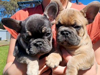 French bulldog puppies