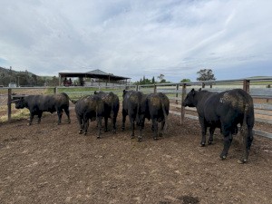 2023 Angus Bulls x 6