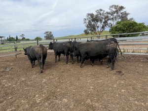 2023 Angus Bulls x 6