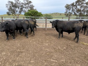 2023 Angus Bulls x 6