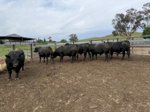 2023 Angus Bulls x 6