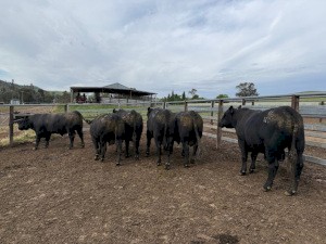 2023 Angus Bulls x 6