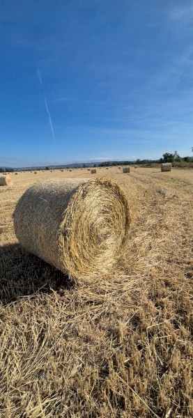 Wheat hay 5x4 Round bales