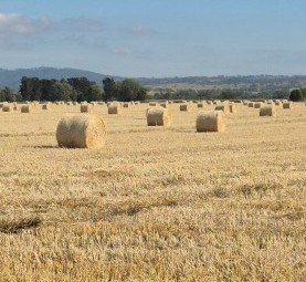 Wheat hay 5x4 Round bales