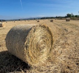 Wheat hay 5x4 Round bales