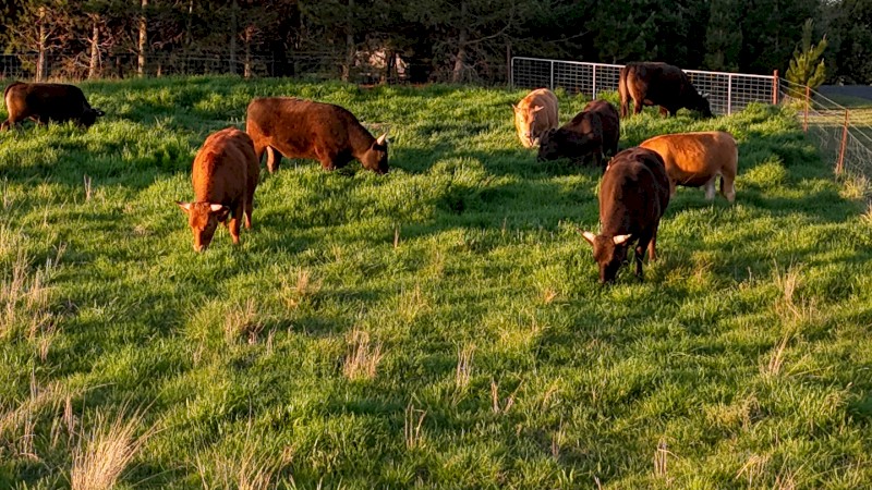 Full blood Wagyu steer RELOCATION SALE