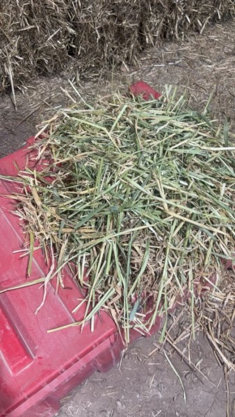 500mt Barley Hay 650kg 8x4x3 Bales