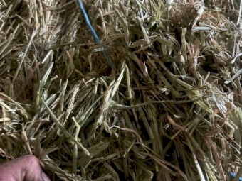 500mt Barley Hay 650kg 8x4x3 Bales