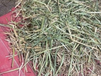 500mt Barley Hay 650kg 8x4x3 Bales