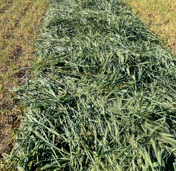 Wheat hay 8x4x3 (No Grain)