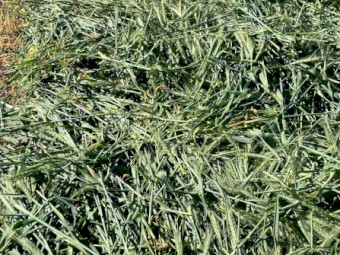 Wheat hay 8x4x3 (No Grain)