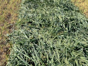 Wheat hay 8x4x3 (No Grain)