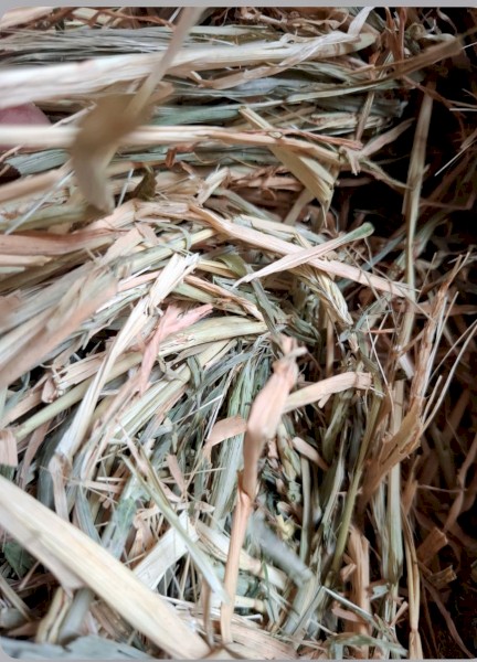 Barley  hay ( 8x4x3 )