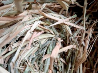 Barley  hay ( 8x4x3 )