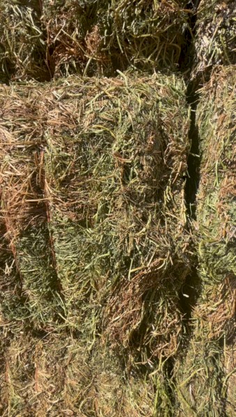 Vetch Oaten Rye mix (8x4x3)