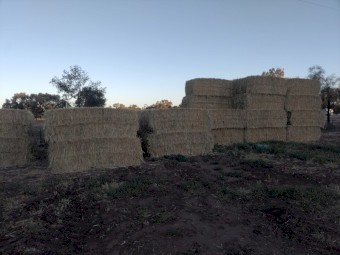 Wheaten hay bales