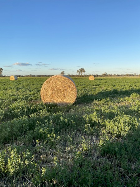 500 x Oaten/Lucerne mix 5x4 Round Bales