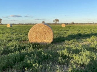 500 x Oaten/Lucerne mix 5x4 Round Bales