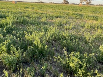 500 x Oaten/Lucerne mix 5x4 Round Bales