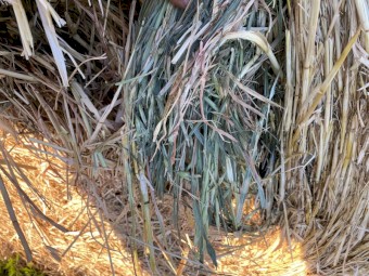 500 x Oaten/Lucerne mix 5x4 Round Bales