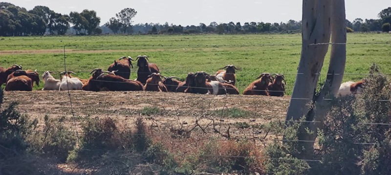 Red Boer / Kalahari / Standard Boer goats Does and Bucks