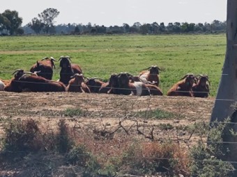 Red Boer / Kalahari / Standard Boer goats Does and Bucks