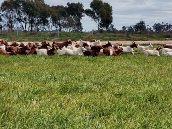 Red Boer / Kalahari / Standard Boer goats Does and Bucks