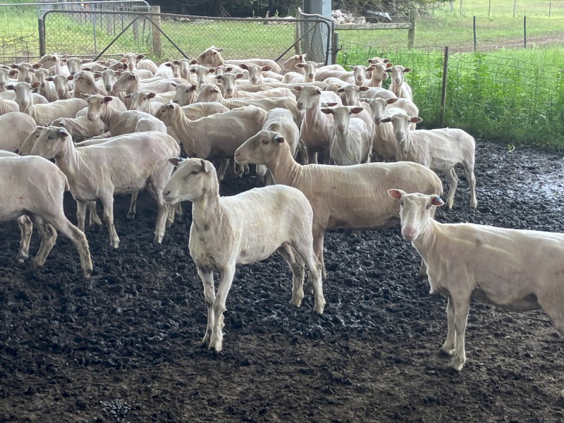 134 two and three year old fine x composite ewes