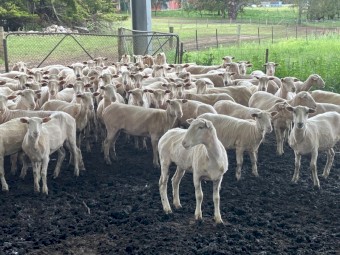 134 two and three year old fine x composite ewes