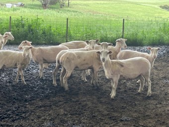 134 two and three year old fine x composite ewes