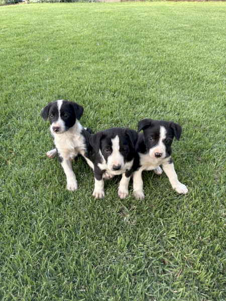 Pure bred Border Collie pups 