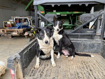 Pure bred Border Collie pups 