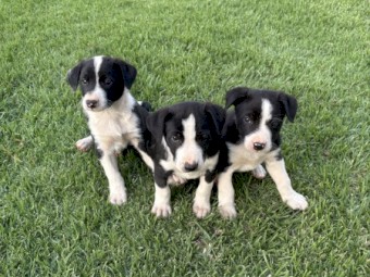 Pure bred Border Collie pups 
