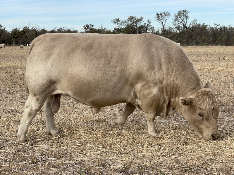 SquareMeater Bull for sale