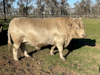 Bull for sale 