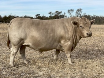 Bull for sale 