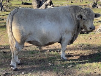 Bull for sale 