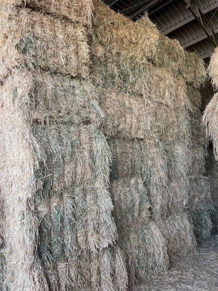 250mt Barley Hay 8x4x3 Bales