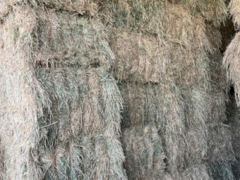 250mt Barley Hay 8x4x3 Bales