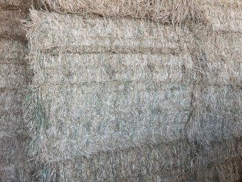 250mt Barley Hay 8x4x3 Bales