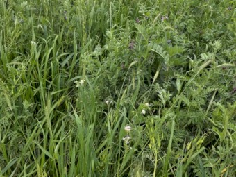 Multispecies Silage
