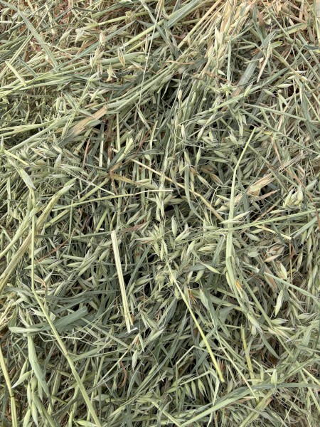  New seasons oaten hay