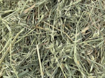 New seasons oaten hay