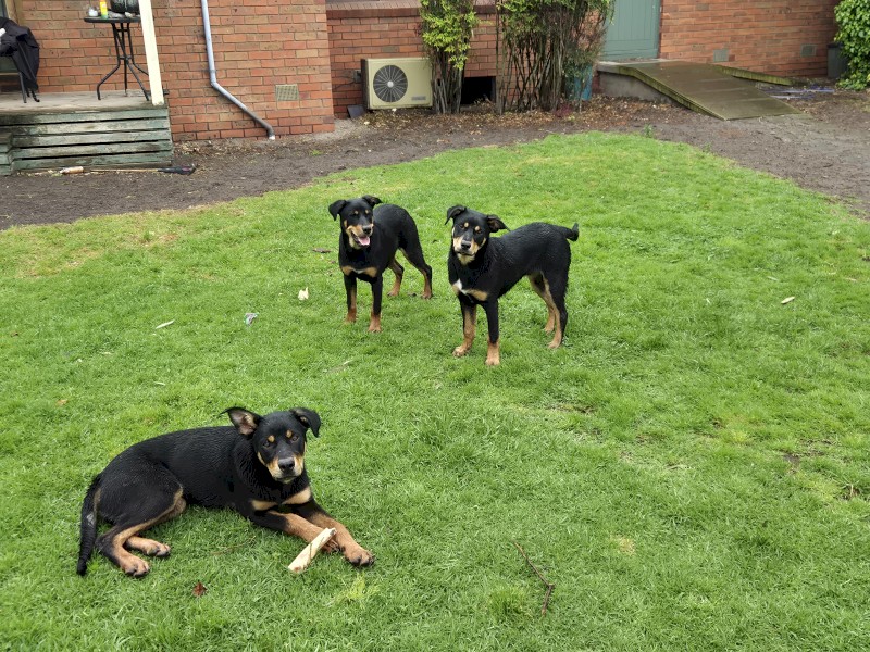 Barru/rosebank/myamba bloodlines