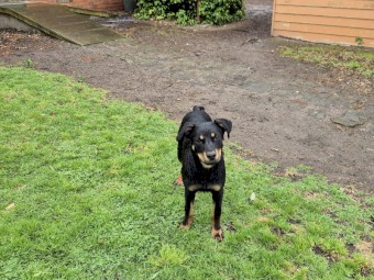 Barru/rosebank/myamba bloodlines