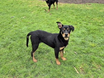 Barru/rosebank/myamba bloodlines